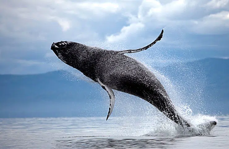 Photo 3 of Alaskan Dream