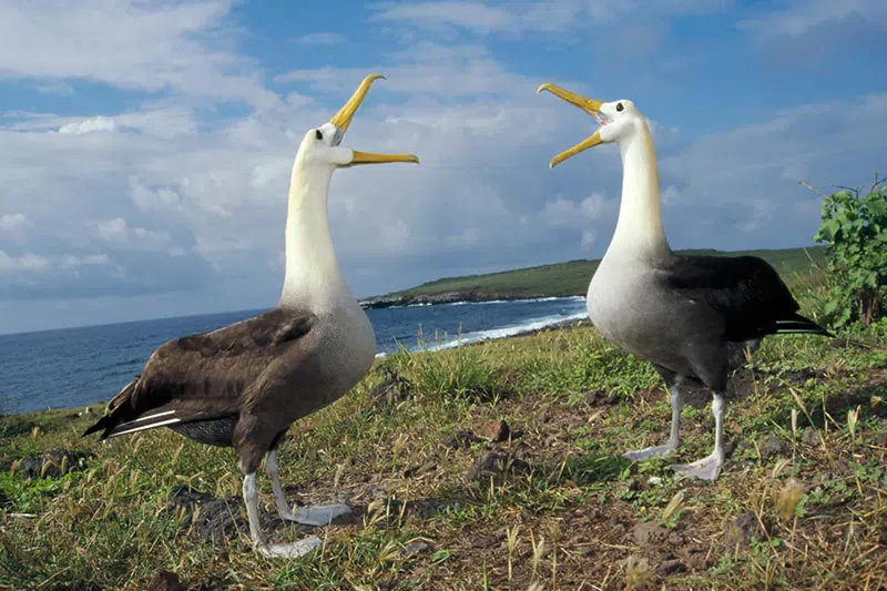 punta-suarez